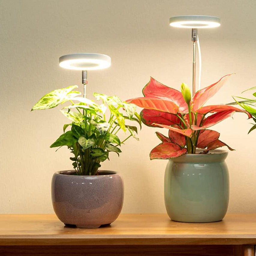 46858684498204|46858684530972|46858684596508|46858684629276